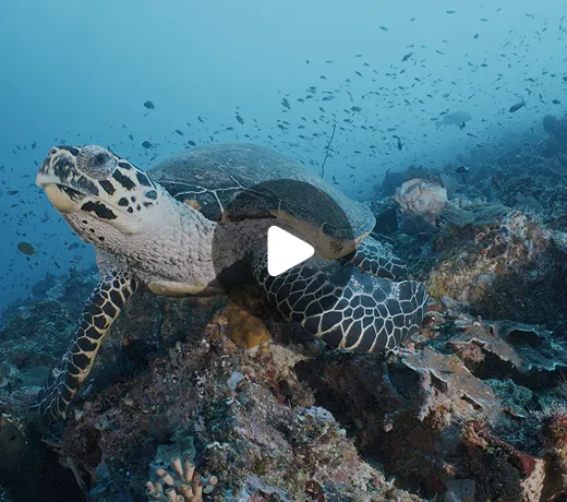 thrive reset - sea creatures